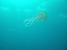 MEDUSE