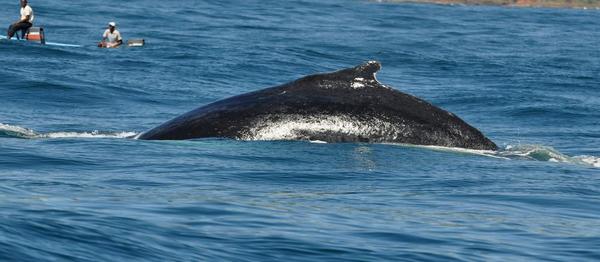 Megaptera novaeangliae -  Baleine à bosse