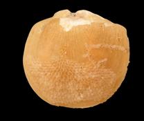 Megarlia truncata?