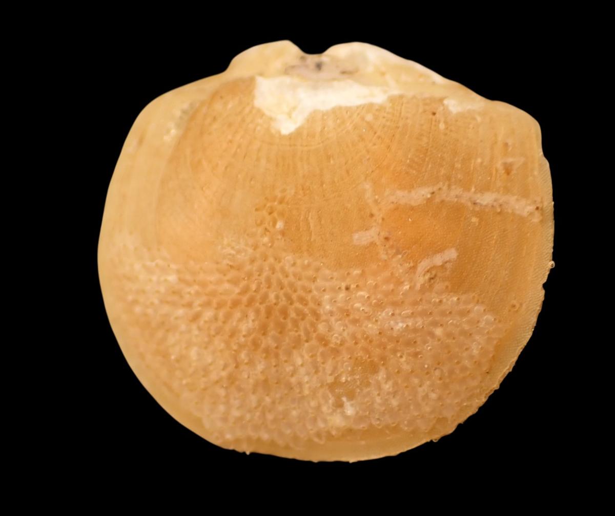 Megarlia truncata?