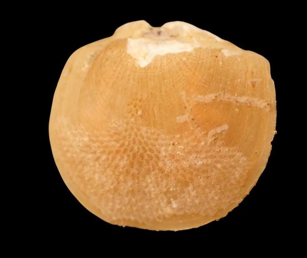 Megarlia truncata?