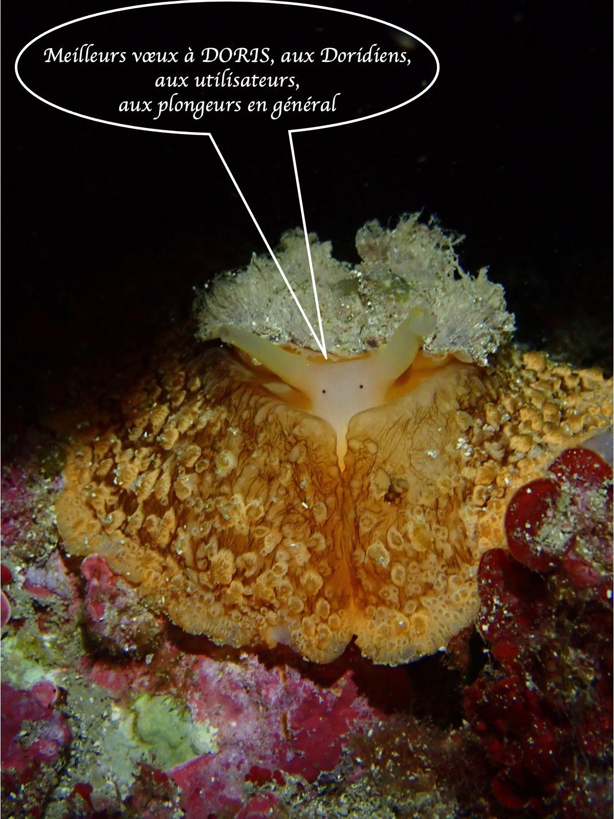 Meilleurs voeux 2026 à DORIS !