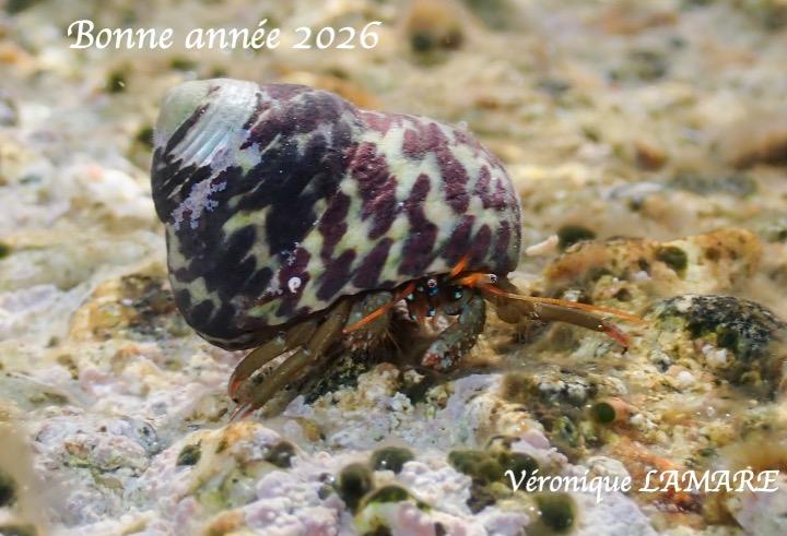 <p>Jacques s'est lancé ! A mon tour de souhaiter la bonne année à la communauté DORIS.</p>