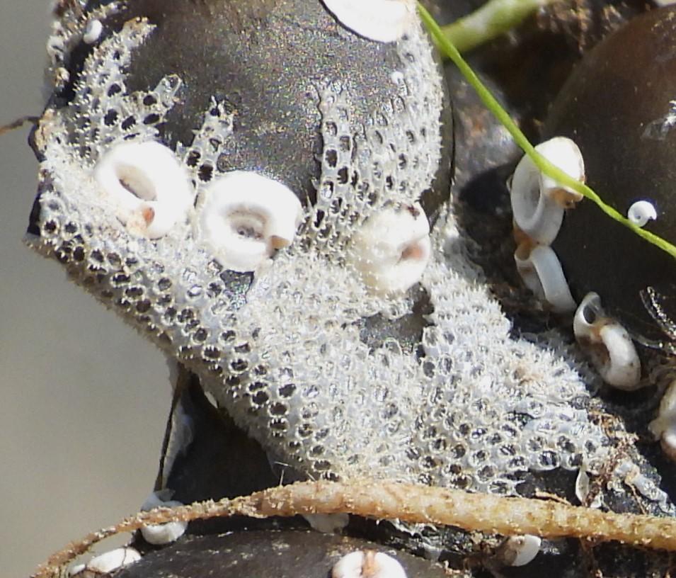 Membranipora membranacea?