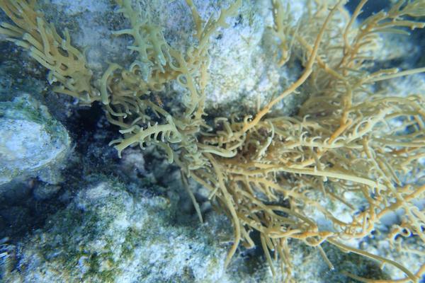 Merci de m'aider à identifier ça...