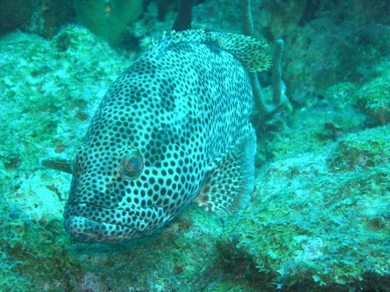 Bonsoir<br />Je pense à cette espèce<br /><br />Waliwa couronné noir - Epinephelus adscensionis<br />Bonne soirée<br /><br />Ci joint photo du même...