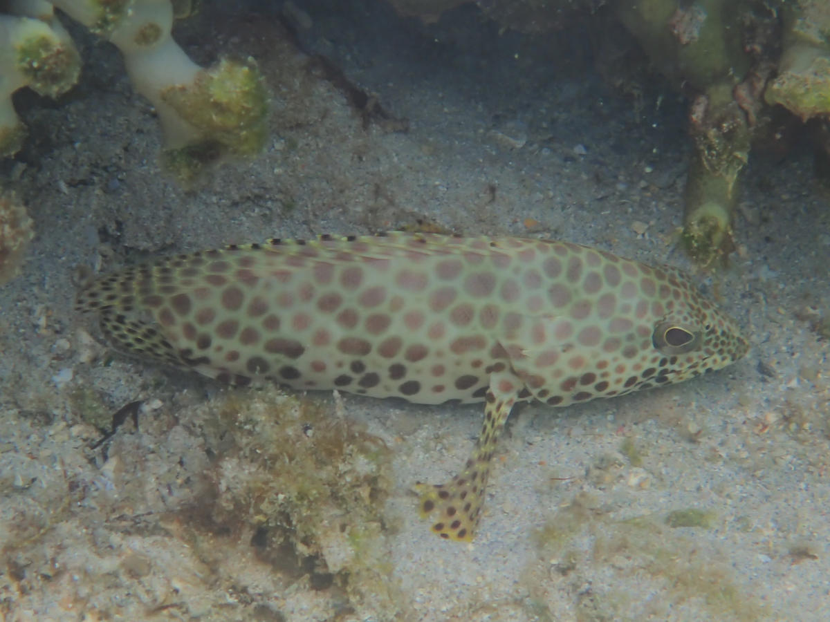 merou sans nageoire caudale (Ile de la Reunion)