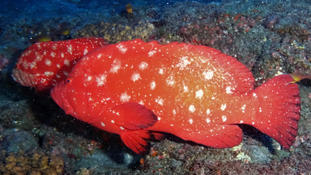 Mérou taches blanches Epinephelus coeruleopunctatus ?