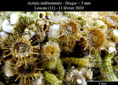 Micro Actinie de Port-Leucate