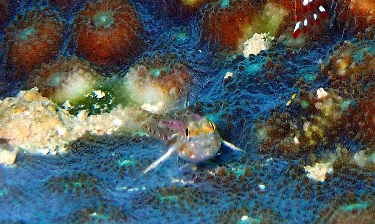 micro gobie djiboutien