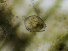 Micro-organisme de ma mare (3)