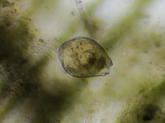 Micro-organisme de ma mare (3)