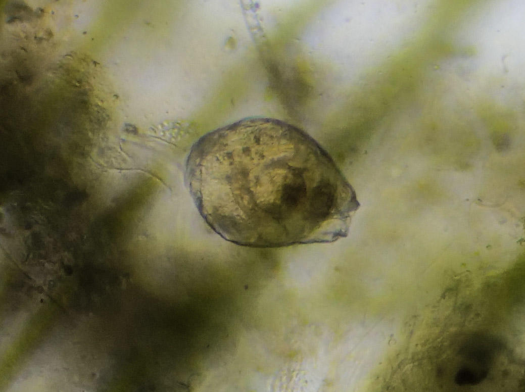 Micro-organisme de ma mare (3)