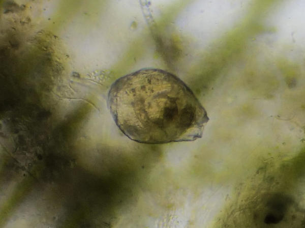 Micro-organisme de ma mare (3)