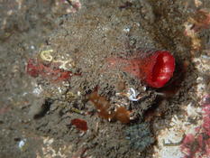 Microcosmus polymorphus ou Pyura dura ?