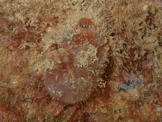 Microcosmus squamiger en Bretagne ?