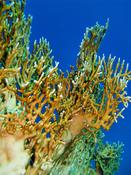Millepora dichotoma?