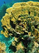 Millepora platyphylla?