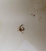 Mini crabe