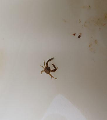 Mini crabe