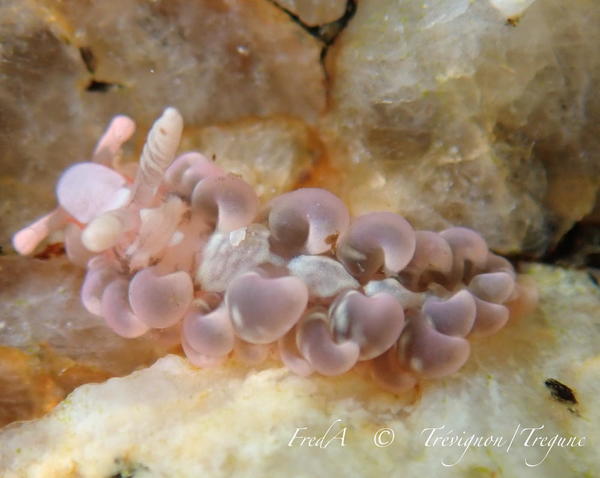 Mini limace rose à bigoudis, en Bretagne Sud