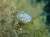 Minuscule bivalve méditerranéen