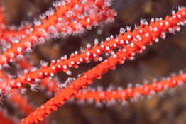 Minuscule crevette dans gorgone