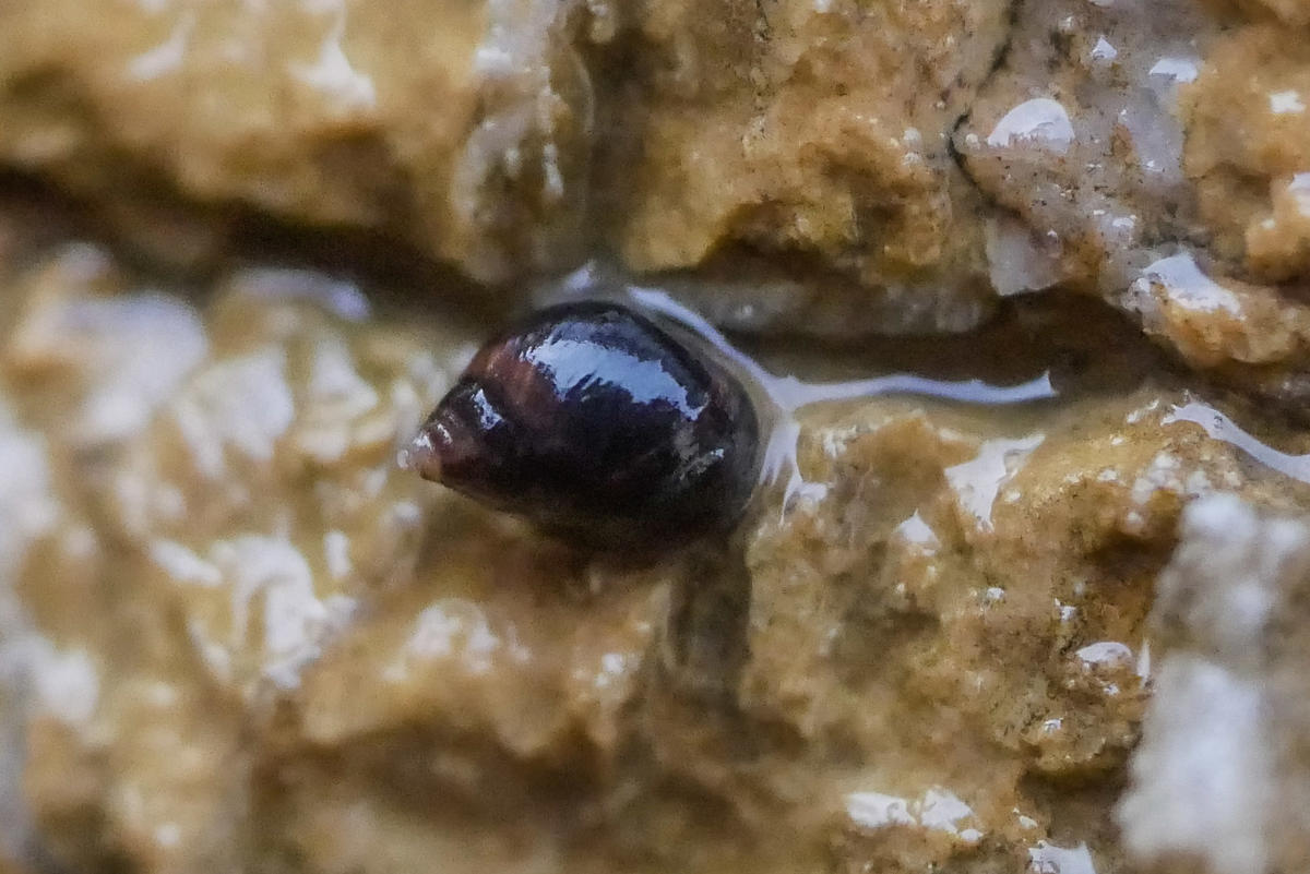 Minuscule escargot marin à identifier