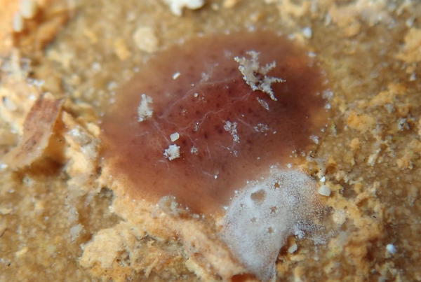 Minuscule limace rougeâtre sur la côte dalmate