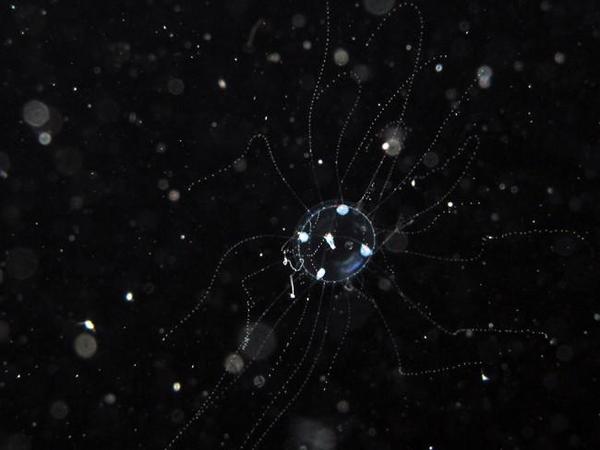 Minuscule méduse