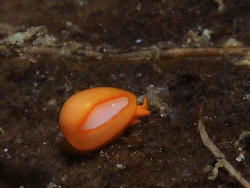 <p>Ce petit escargot philippin n'inspire personne? Il est pourtant assez commun et facilement repérable malgré son petit format grâce à sa couleur...