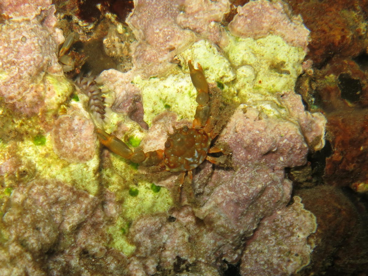 Mithraculus sp. Guadeloupe