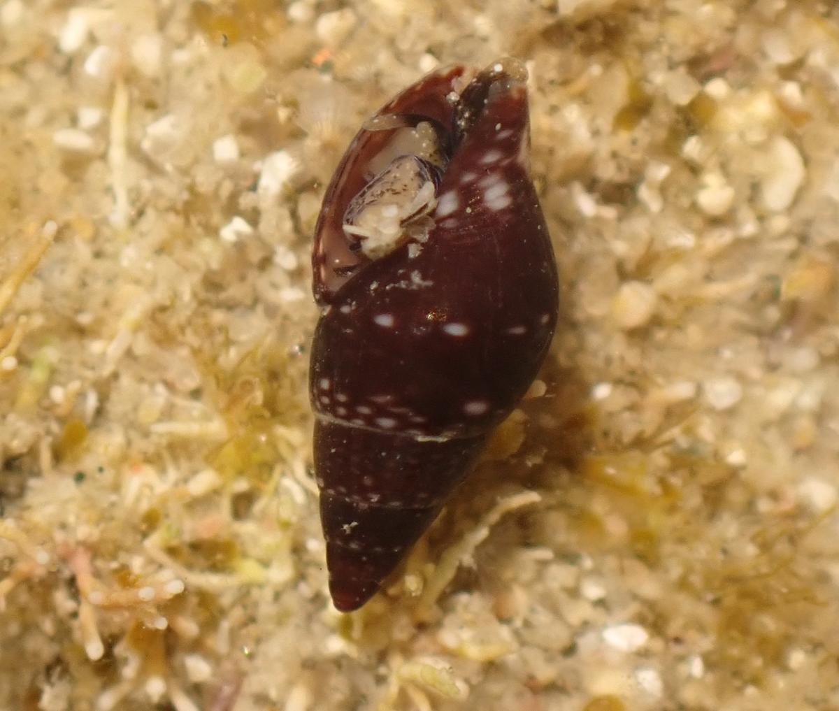Mitrella broderipii?