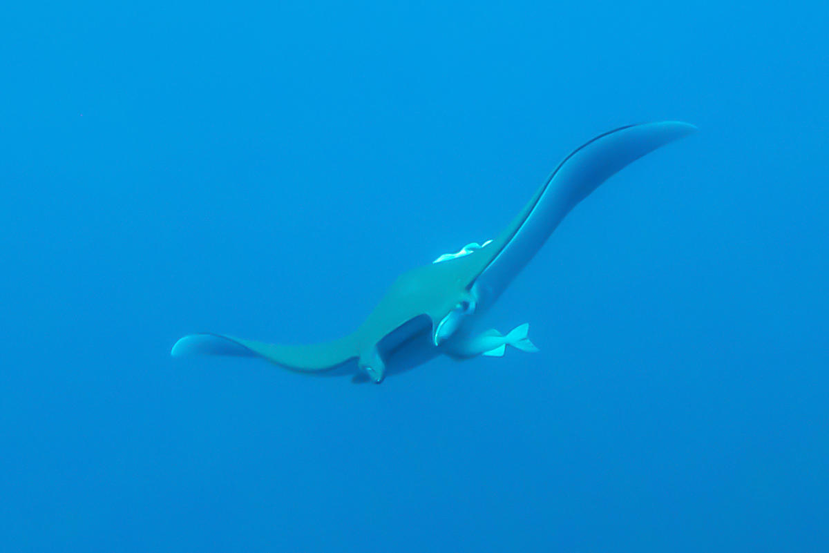 Mobula