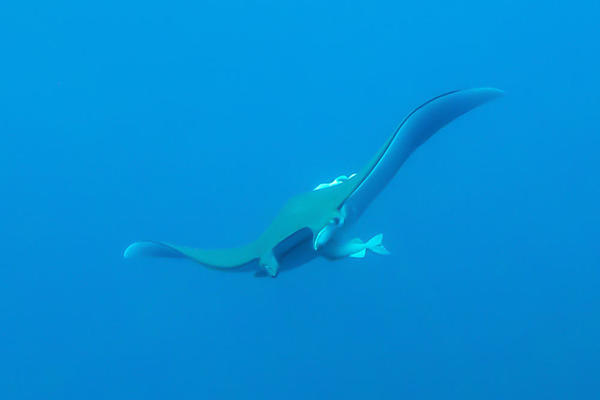 Mobula