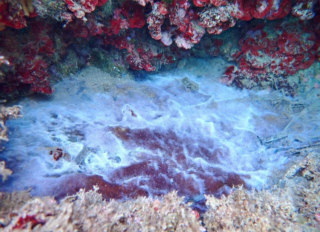 "Moisissure" sous-marine