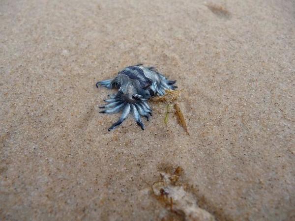 Mollusque ? bête inconnue trouvée sur en Australie ...