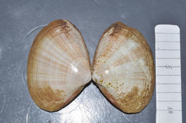 mollusque bivalve/ Mactre coralline ?