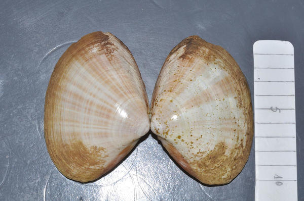 mollusque bivalve/ Mactre coralline ?