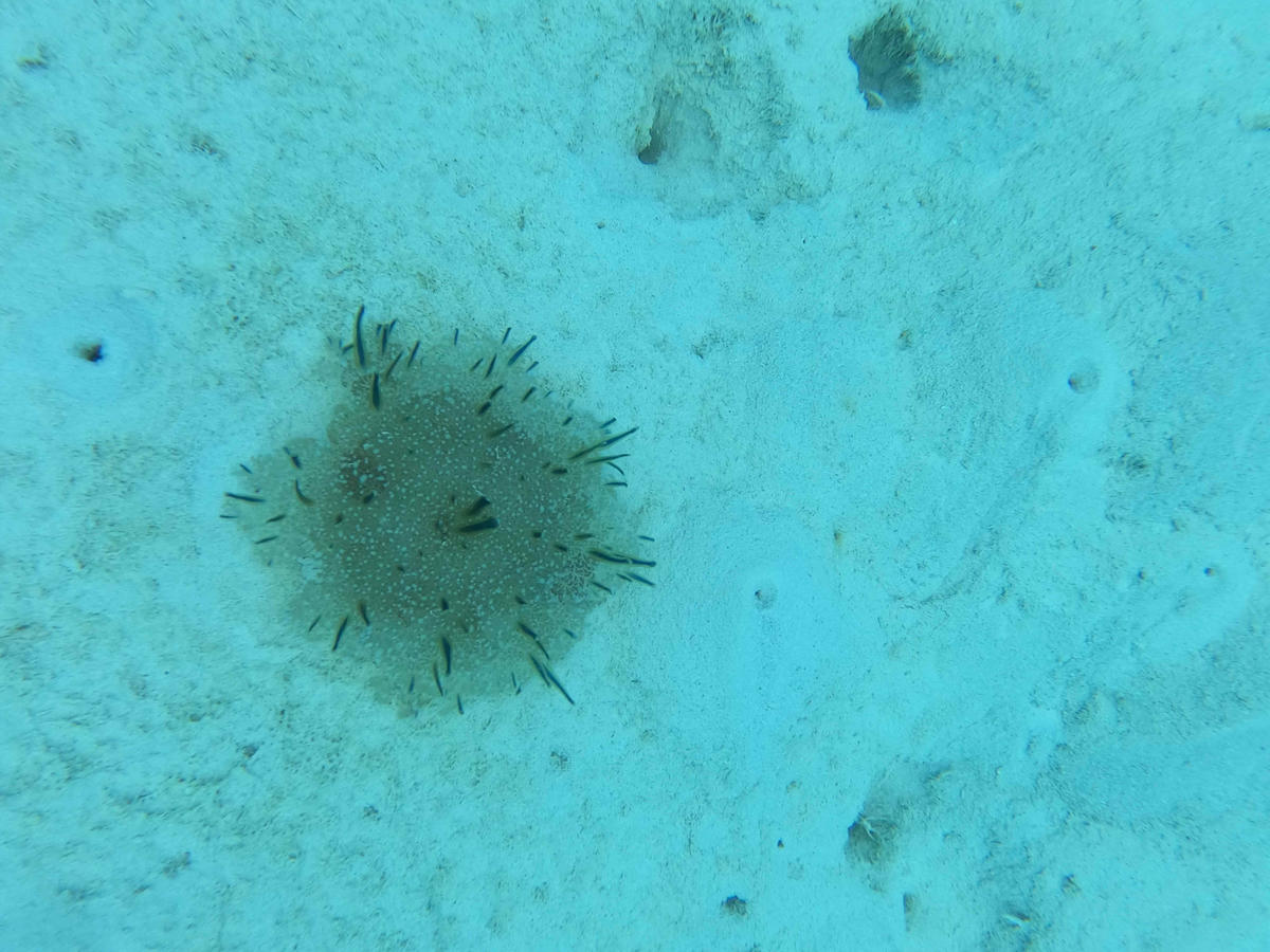 Mollusque Bora Bora