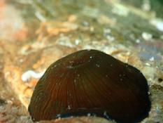 mollusque ? cnidaire ?