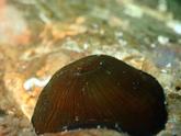 mollusque ? cnidaire ?