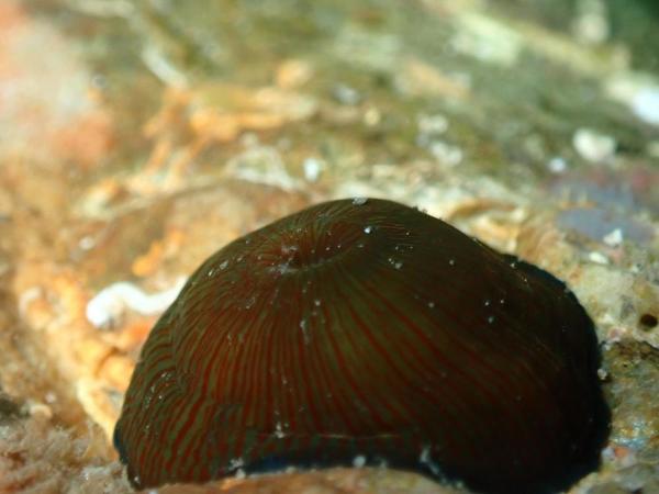 mollusque ? cnidaire ?