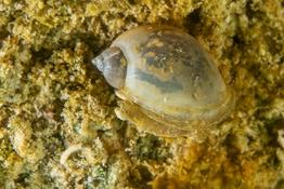 mollusque d'eau douce