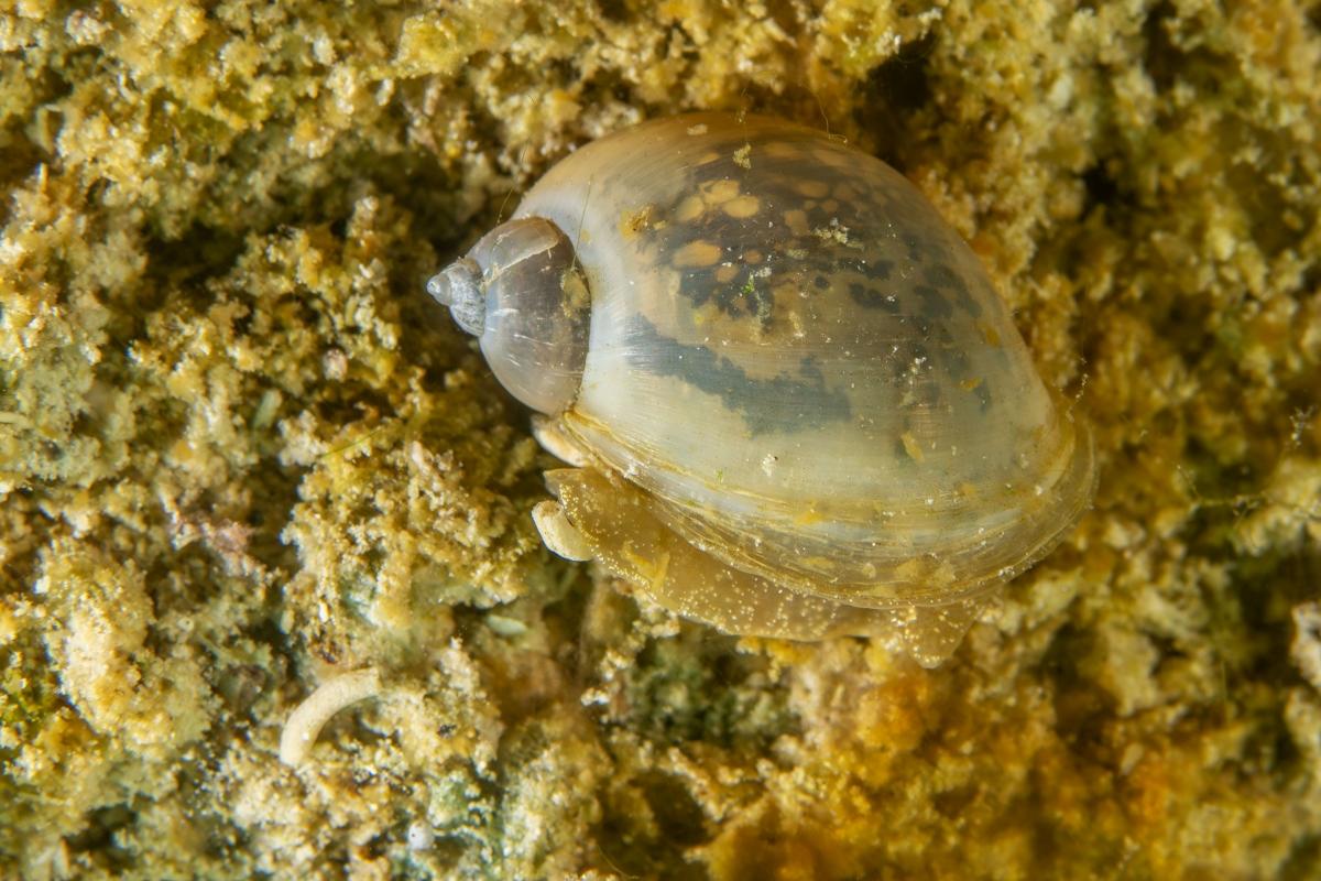 mollusque d'eau douce