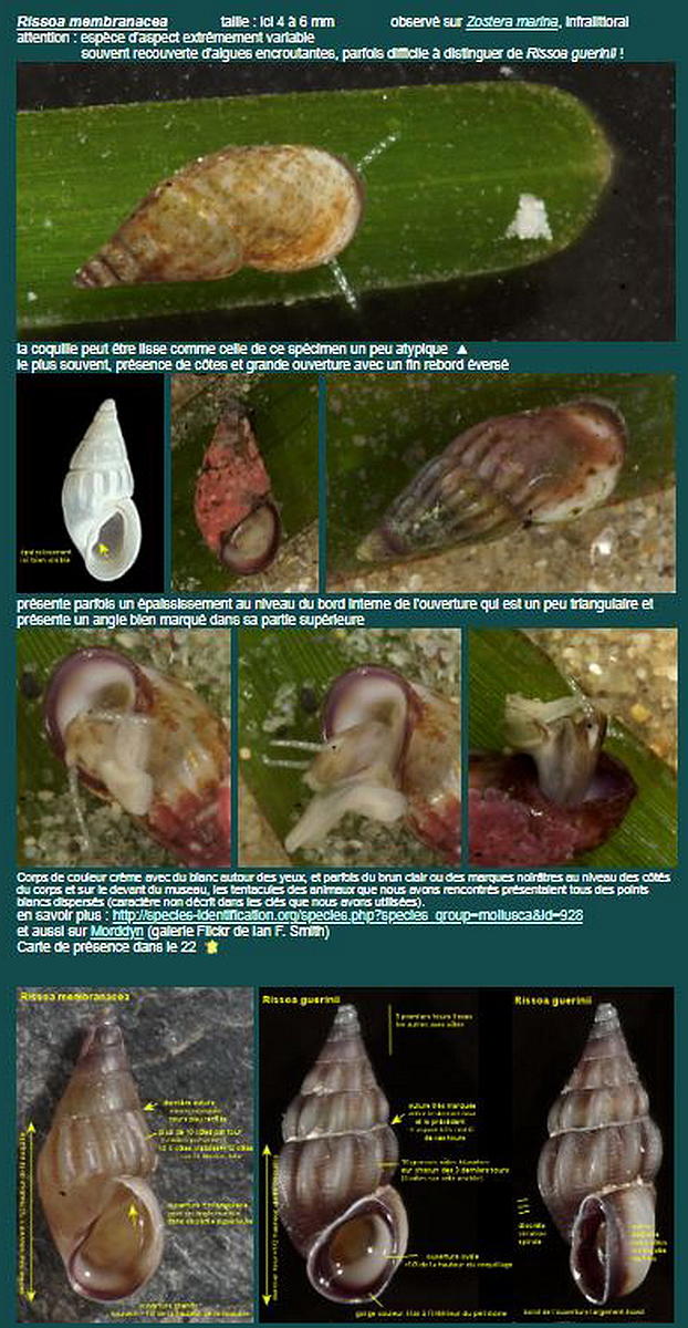 <p>Extrait du (très bon !) site Estran22 où l'on voit l'espèce dont parle M. Yves Müller (en milieu de page).<br><a href="http://nature22.com/estra...