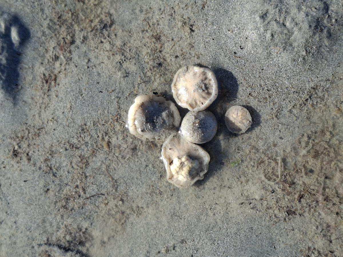 Mollusque échoué