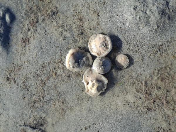 Mollusque échoué
