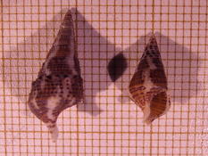 Mollusque Gastéropode coquillage (caraïbes)