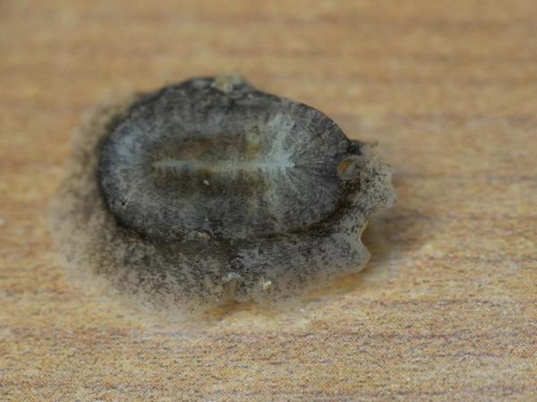 Mollusque (gasteropode ?) plat trouvé dans pierre avec corail